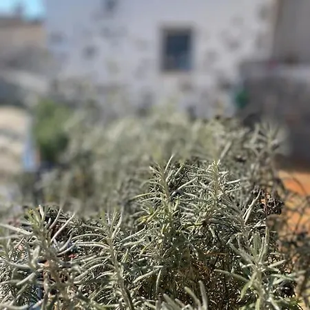 Yaka Tas Ev - Datca Palamutbuekue'ne Cok Yakin Oezel Tas Ev Yaka (Mugla)